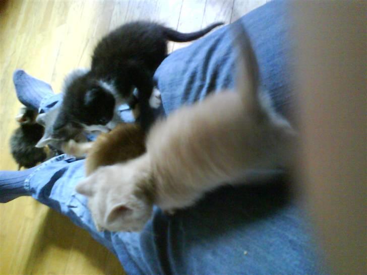 Huskat plys har fået nyt hjem - leger med familien  billede 8