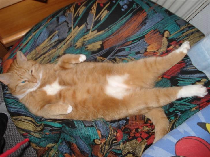 Blanding af racer Svip"R.I.P." - Uuhh strække hehe billede 13