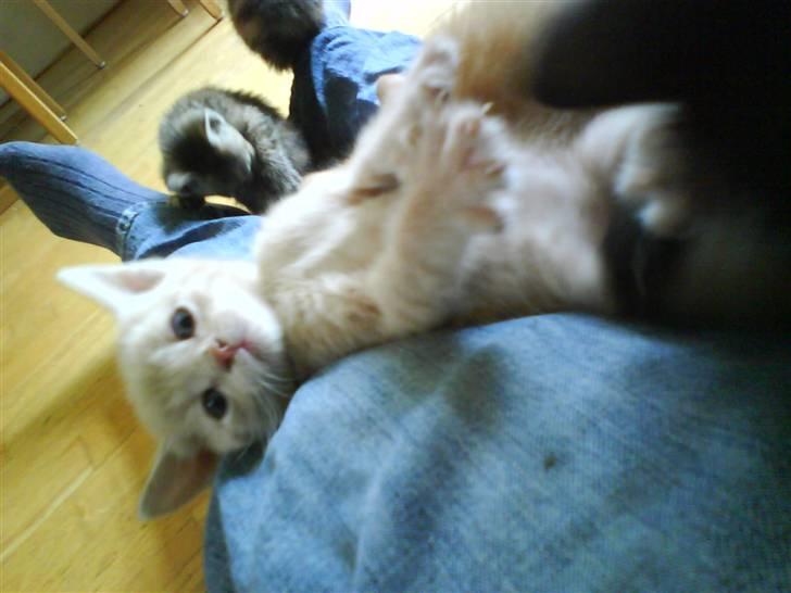 Huskat plys har fået nyt hjem billede 9