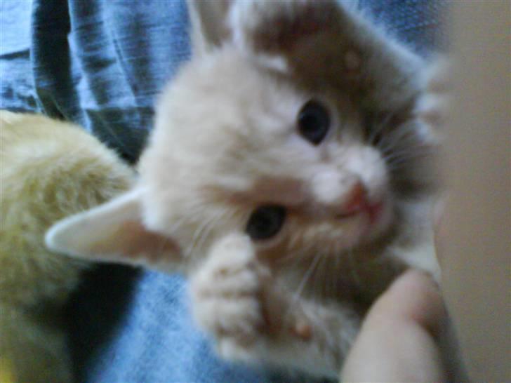 Huskat plys har fået nyt hjem billede 10