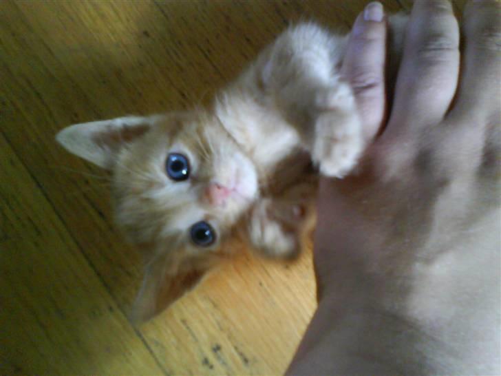 Huskat plys har fået nyt hjem billede 11