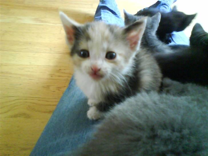 Huskat mille:) billede 7