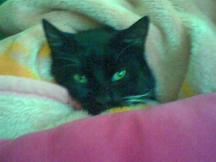 Huskat Fister billede 12