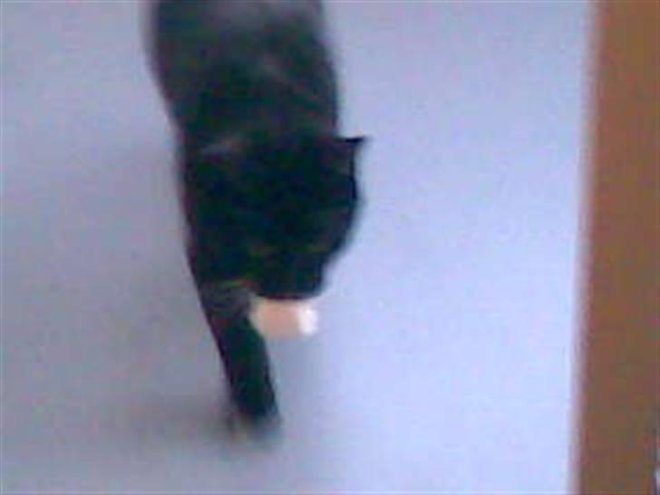 Huskat Fister billede 13