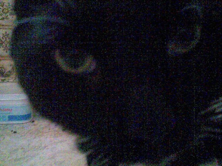 Huskat Fister billede 14