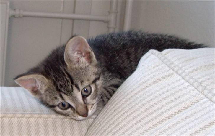 Huskat Soffie - Her er hun 9 uger, og lige kommet hjem :)  billede 7