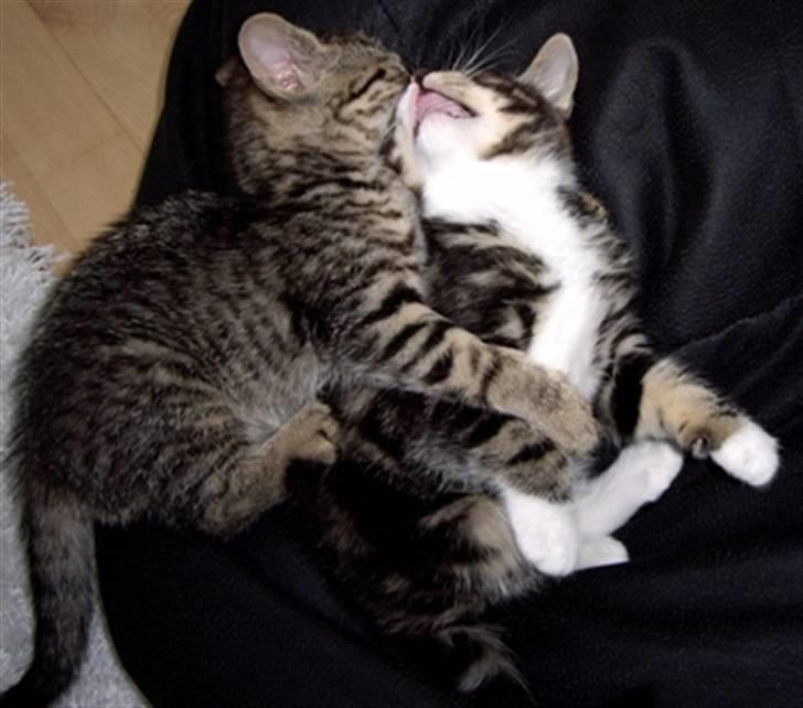 Huskat Soffie - søskende kærlighed billede 8