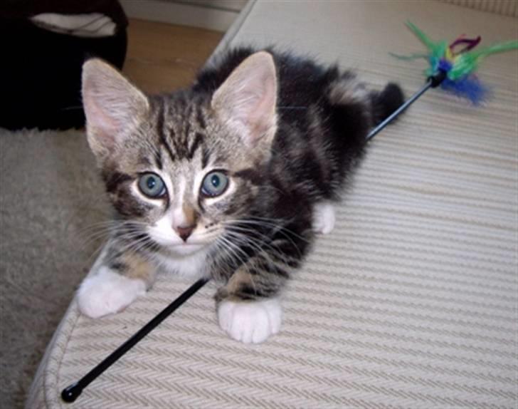 Huskat Max billede 9