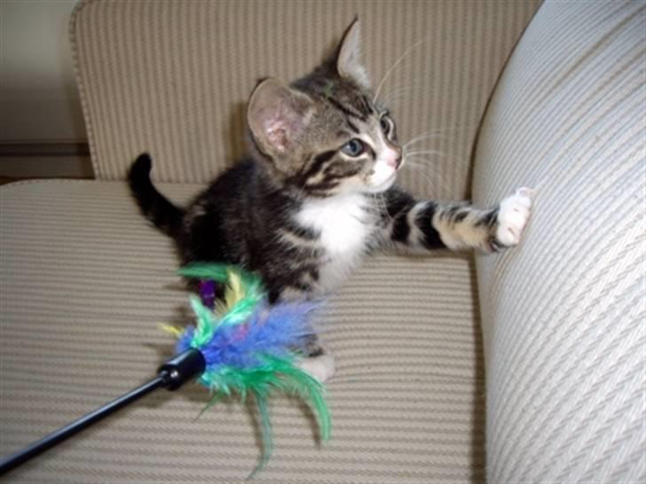 Huskat Max billede 10