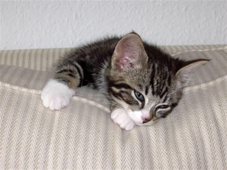 Huskat Max billede 11