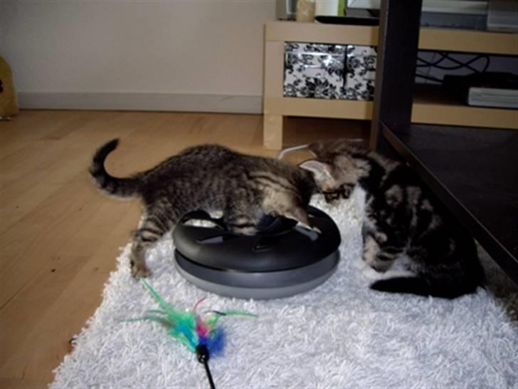 Huskat Max billede 12