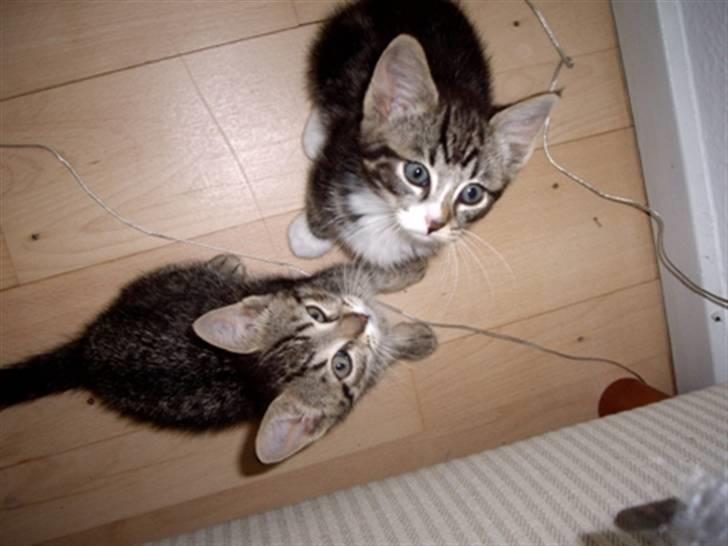 Huskat Max billede 13