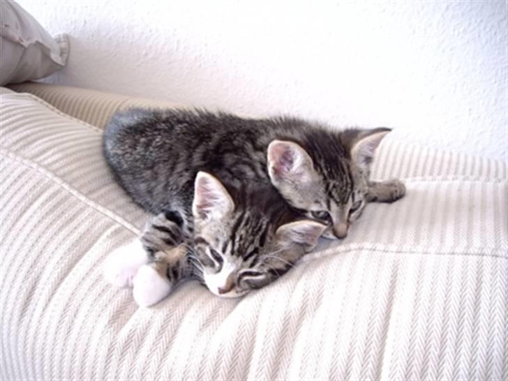 Huskat Max billede 14