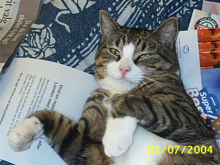 Huskat Puma billede 10