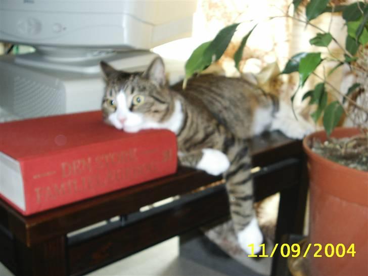 Huskat Puma billede 11