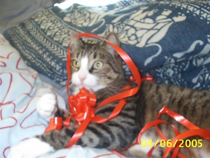 Huskat Puma billede 12