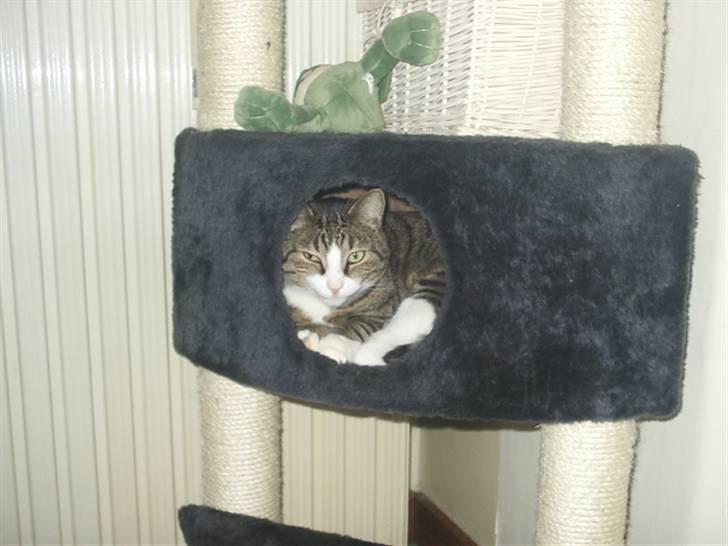 Huskat Puma billede 13