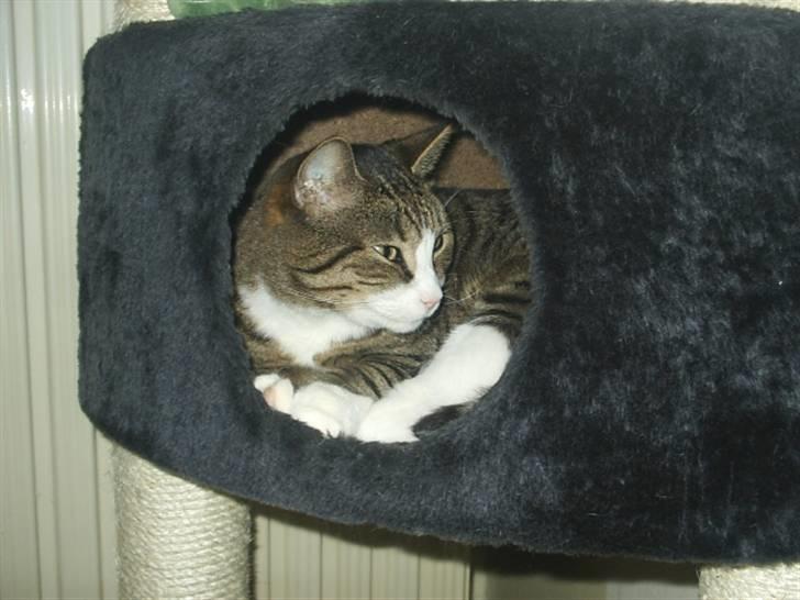 Huskat Puma billede 14