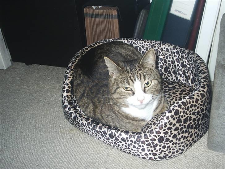 Huskat Puma billede 15