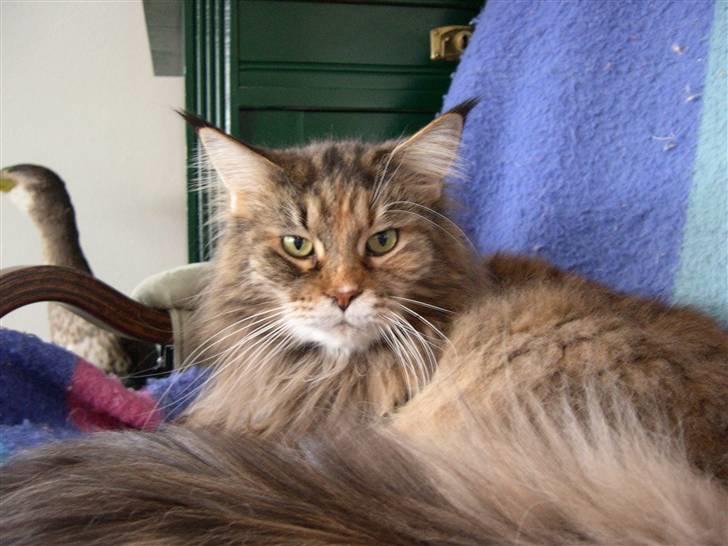 Maine Coon Gugger's Pretty Chilla - Jeg hedder *Gugger´s Pretty Chilla* - og er 9 år billede 1