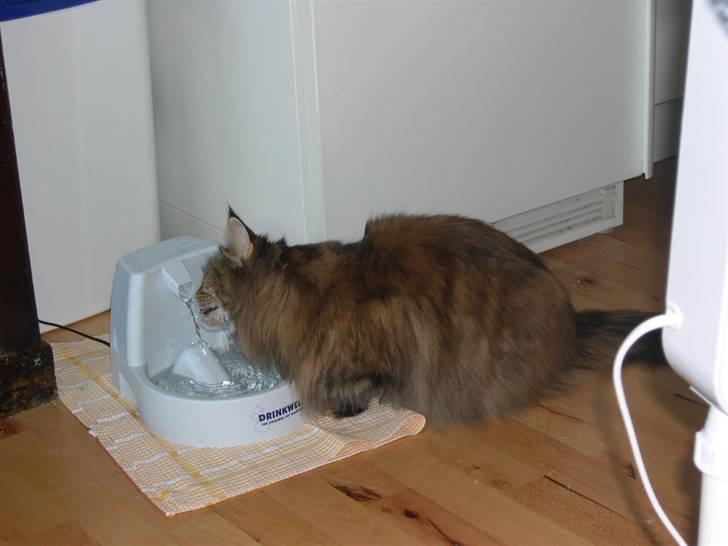 Maine Coon Gugger's Pretty Chilla - Jeg elsker bare mit springvand - man er vel en Maine Coon . . . :-)) billede 2