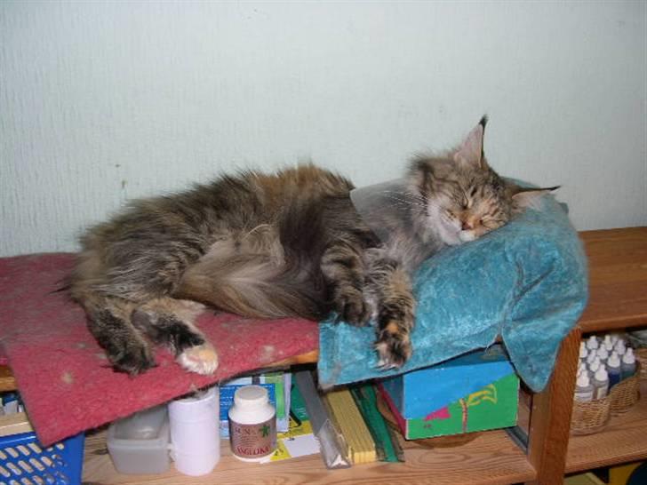 Maine Coon Gugger's Pretty Chilla - Her er jeg lige blevet opereret - derfor har jeg krave på billede 3