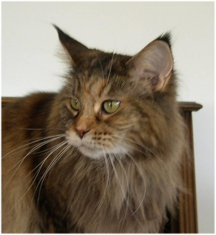 Maine Coon Gugger's Pretty Chilla - Er jeg ikke smuk ?? billede 4