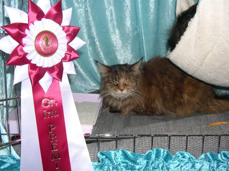 Maine Coon Gugger's Pretty Chilla - Så blev jeg *Grand International Premier* - waaauuuww billede 5