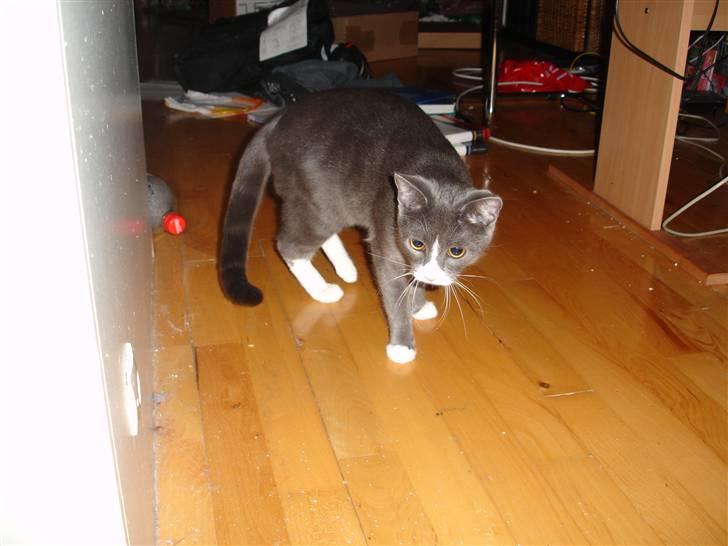 Huskat Miz Dolly <33 - Ja .. Jeg er farlig ! billede 14