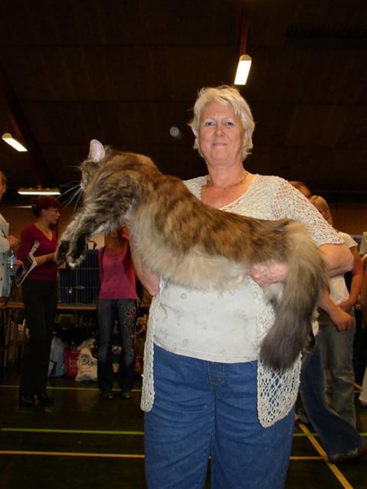Maine Coon Gugger's Pretty Chilla - Bliver vist frem af min stolet mor Lotte - hende elsker jeg bare højt . . . .  billede 6