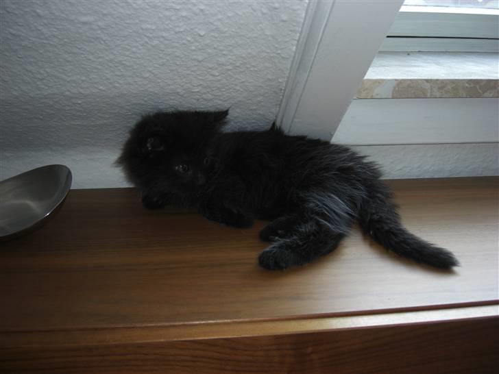 Blanding af racer Tiger billede 1