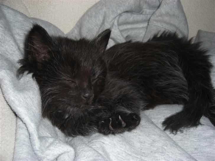 Blanding af racer Tiger billede 2