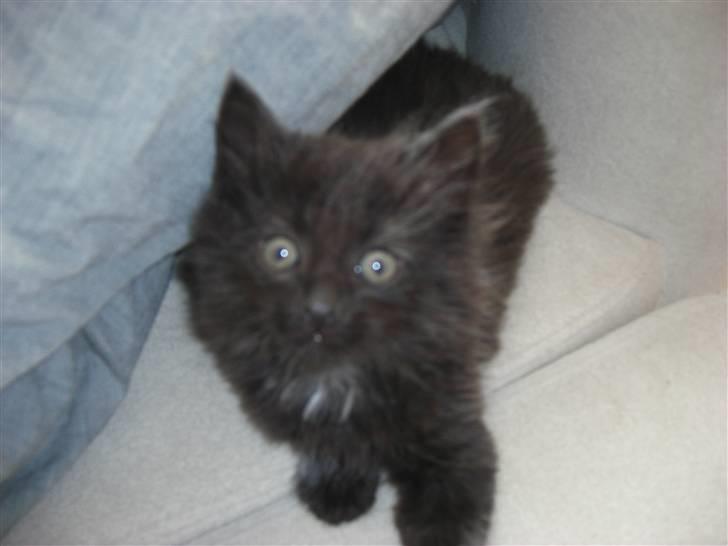 Blanding af racer Tiger billede 3