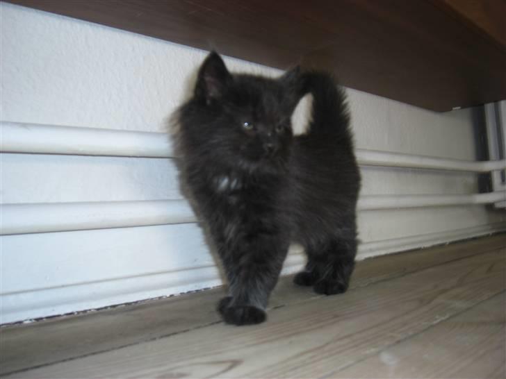 Blanding af racer Tiger billede 4