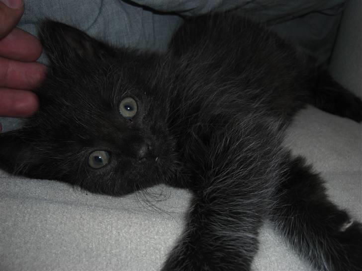 Blanding af racer Tiger billede 5