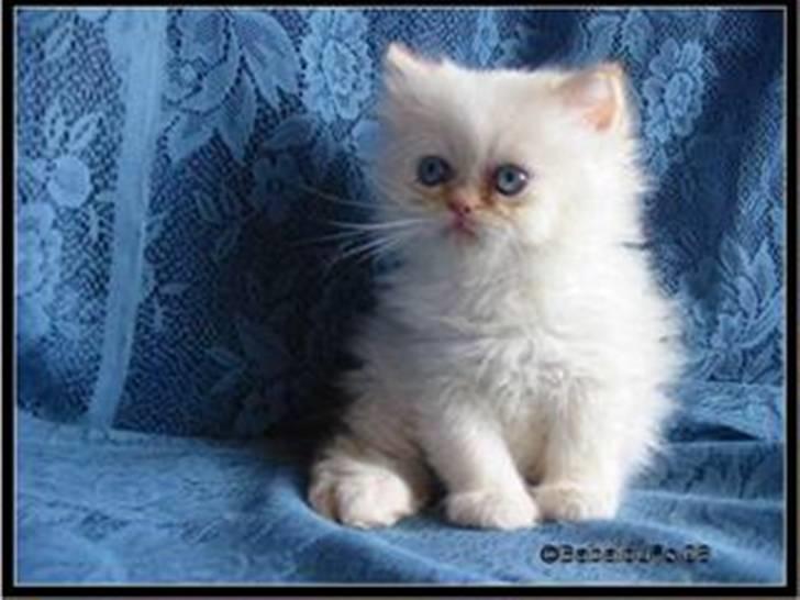 Colorpoint Gismo - ca 5uger gammel. billede 8