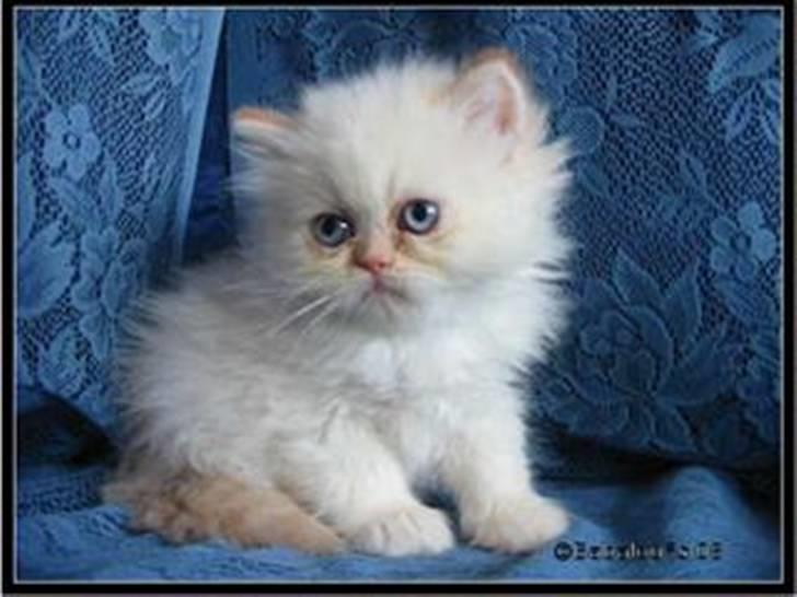 Colorpoint Gismo - ca 5 uger gammel billede 9