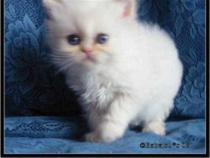 Colorpoint Gismo - ca 5 uger gammel. billede 10