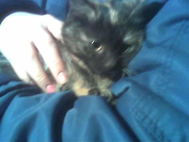 Blanding af racer Cuty billede 1