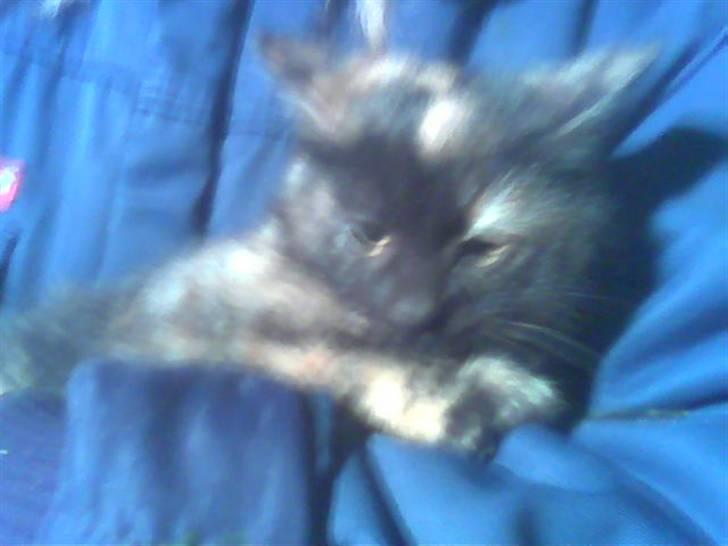 Blanding af racer Cuty billede 2