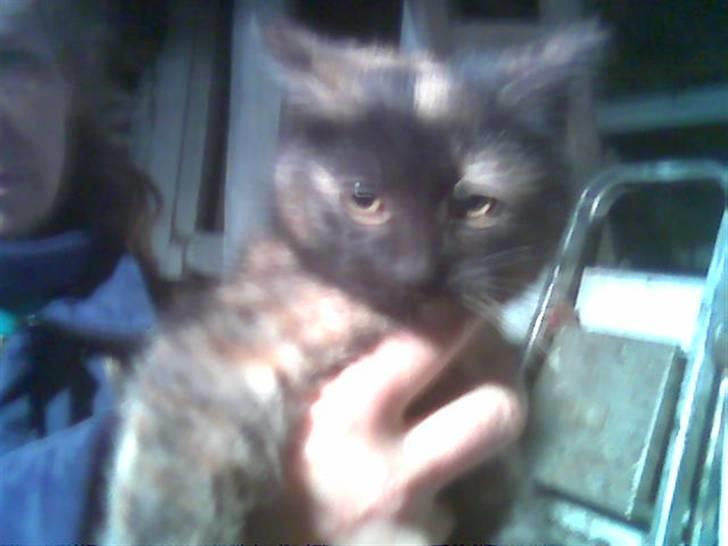 Blanding af racer Cuty billede 3