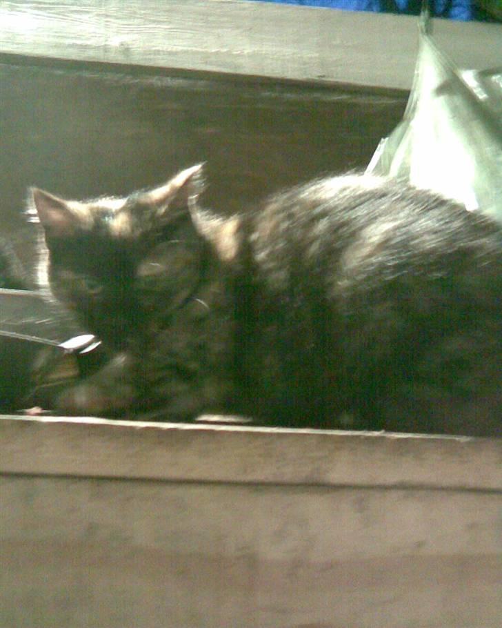 Blanding af racer Cuty billede 4