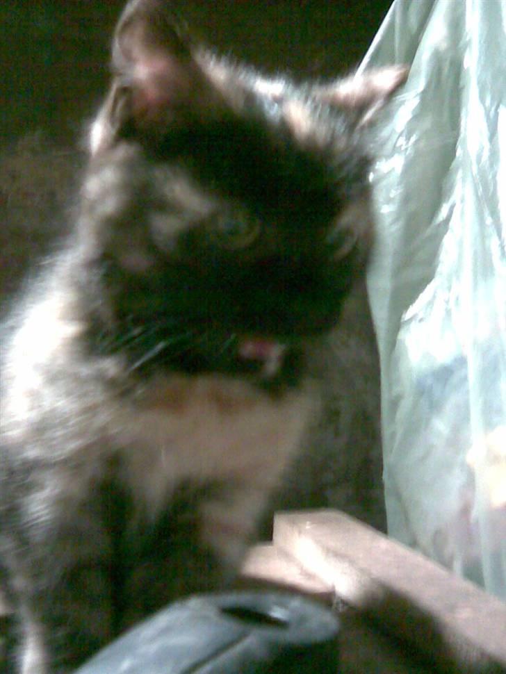 Blanding af racer Cuty billede 5