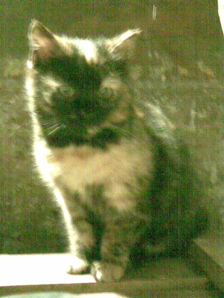 Blanding af racer Cuty billede 6