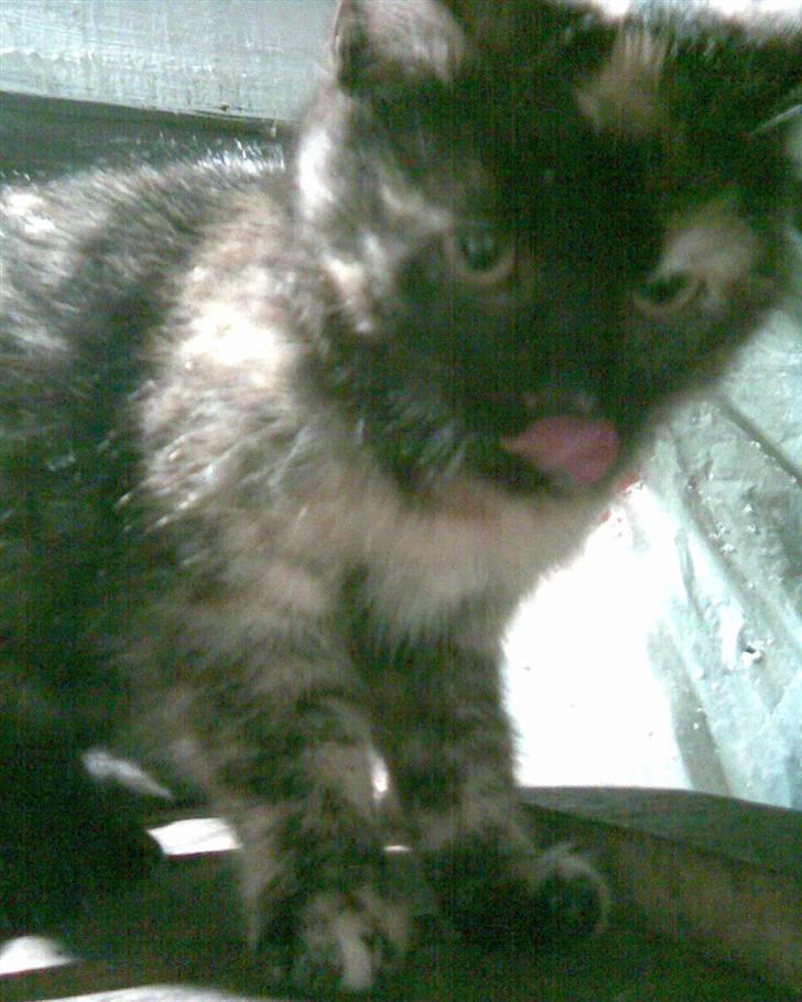 Blanding af racer Cuty billede 7