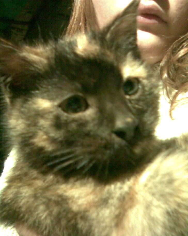 Blanding af racer Cuty billede 8