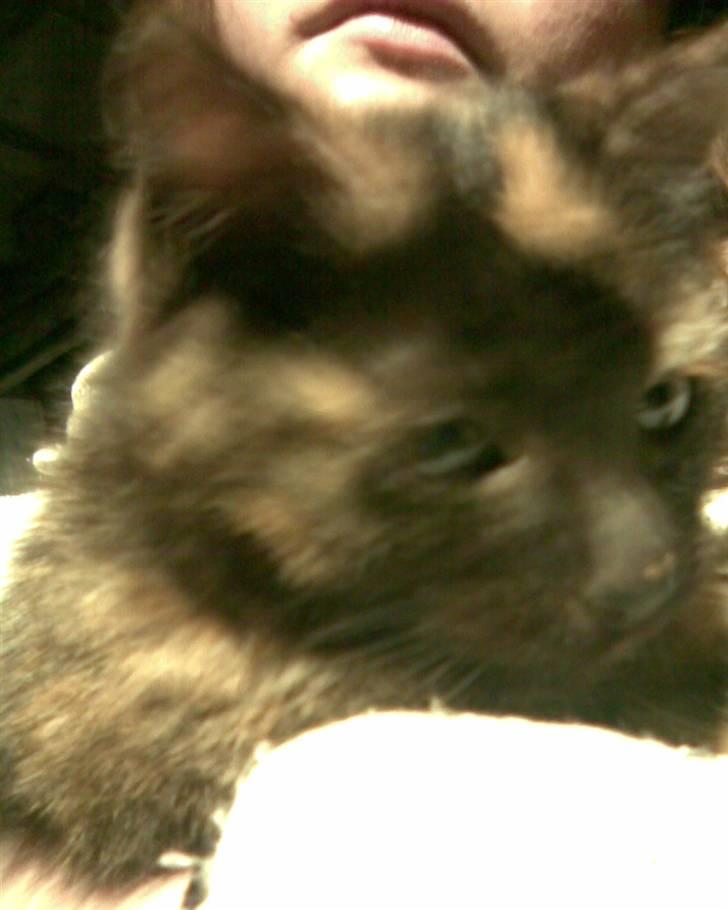 Blanding af racer Cuty billede 9