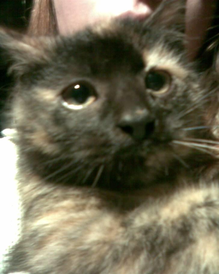 Blanding af racer Cuty billede 10