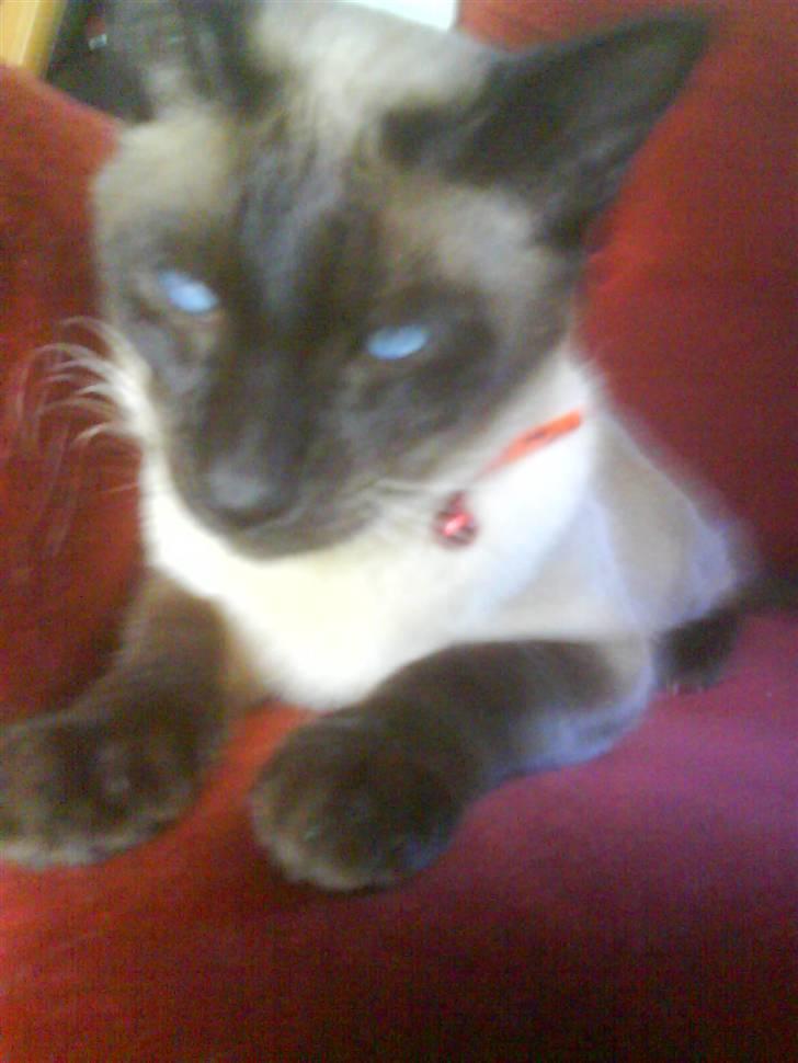 Siameser Zang FORSVUNDET billede 1