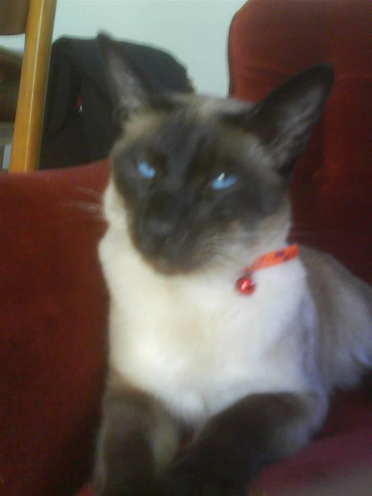 Siameser Zang FORSVUNDET billede 2